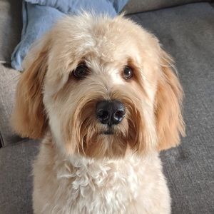 Meet your Posher, Alisha